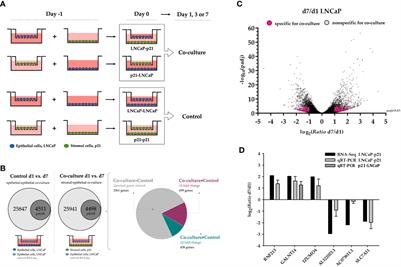 Stromal-epithelial interaction induces GALNT14 in prostate carcinoma cells